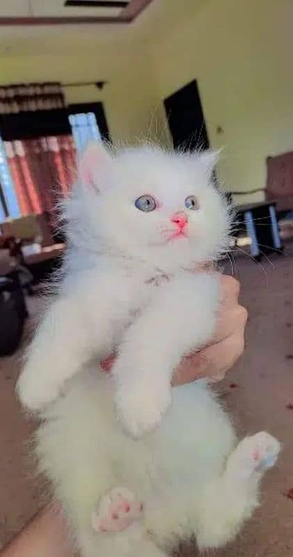 persian kitten for urgent sale My WhatsApp Number 0309/7996174 0