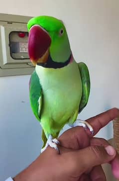 raw parrot for sale my WhatsApp number 03267483108