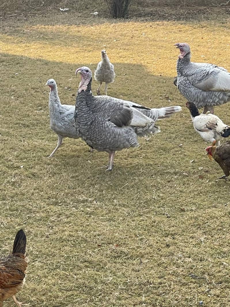 Blue Slate Turkey birds for sale 0