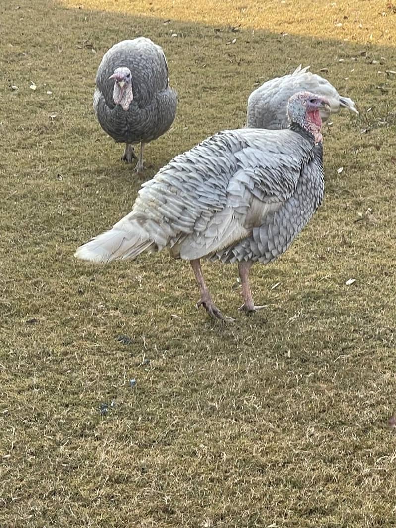 Blue Slate Turkey birds for sale 1