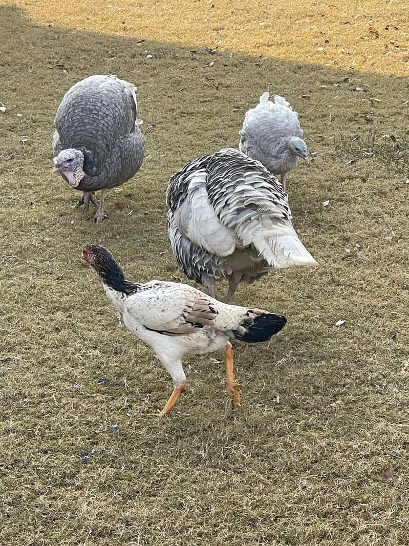 Blue Slate Turkey birds for sale 2