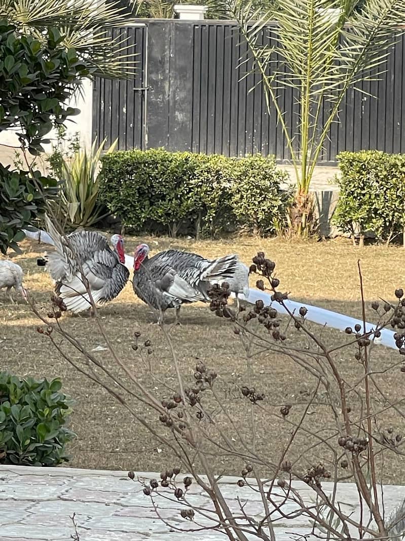 Blue Slate Turkey birds for sale 3