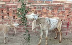 urgent sale dhood wali bakri or baby female