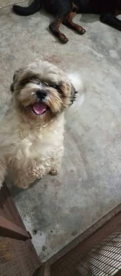 shih tzu male adult