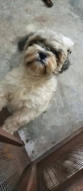 shih tzu male adult 1