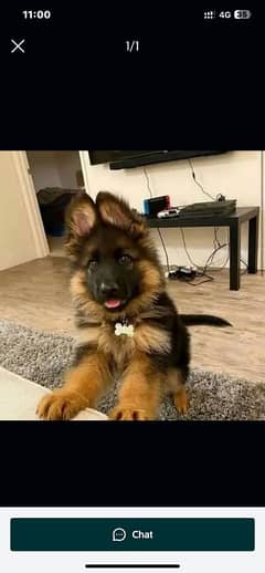 german shepherd puppies WhatsApp raabta Karen 03287625932