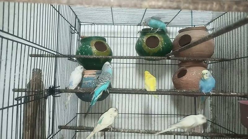 1 Lovebird 2 Albino Black eyes 2 Budgie with 3 Chicks 0