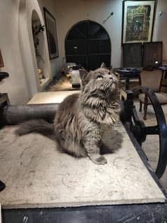 Persian Cat Male 10 months