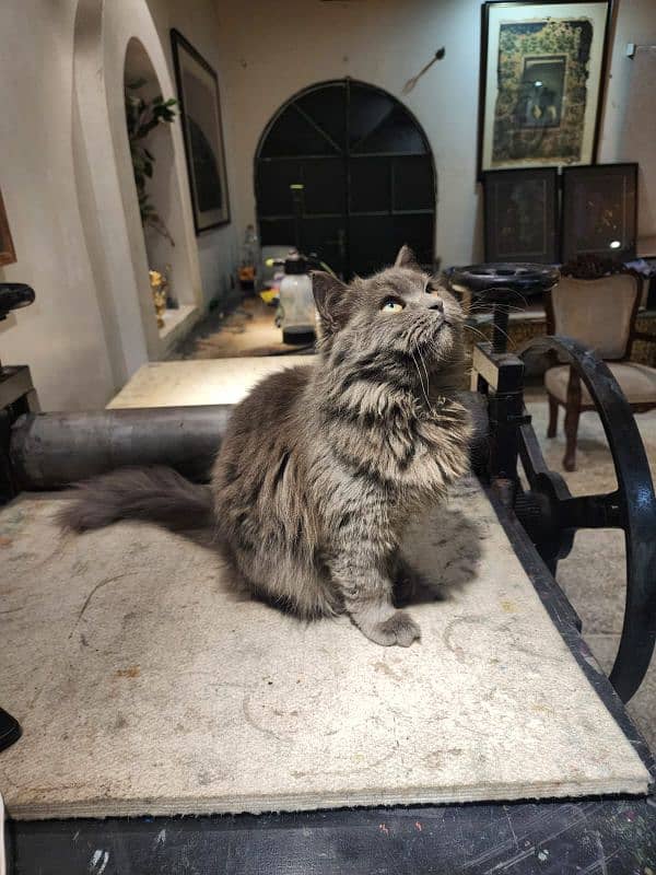 Persian Cat Male 10 months 0