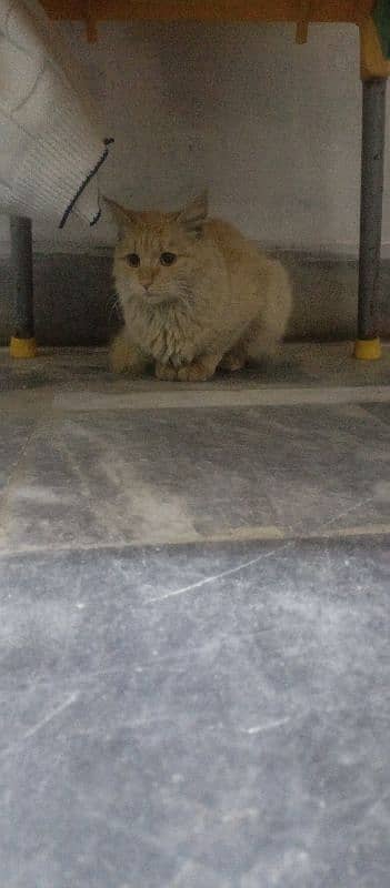 sale cat persian 0