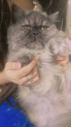 persian cat pair male odd eyes doll face female punch face