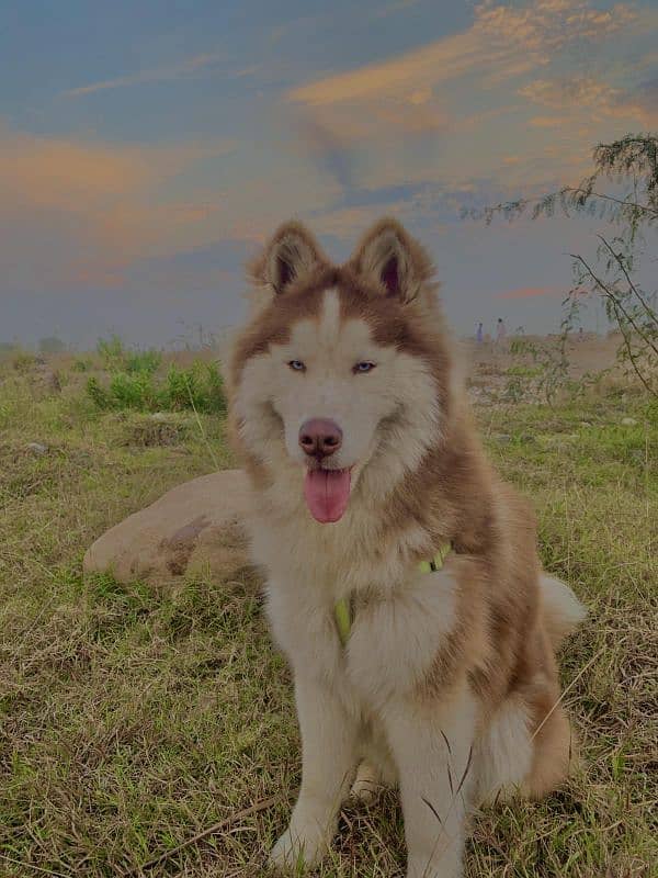 high quality husky for sale 2