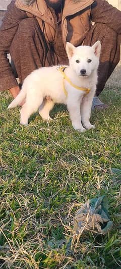 white Belgium Shepherd male female puppy available 30 daysage for sale