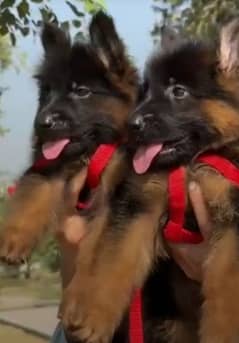 german shepherd puppies long coat WhatsApp raabta Karen 03287625932