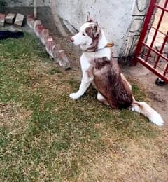 siberian huskey age 14 month full active