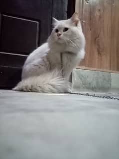 persian cat for sale home breed triple coat white color