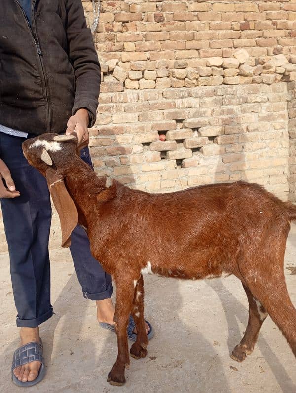 Bakra far sadqa 1