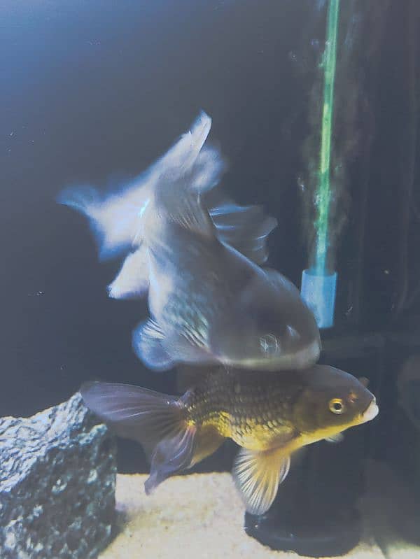 oranda brown 2