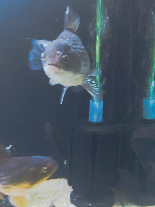 oranda brown 3