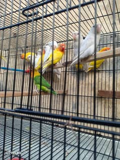 All kind of lover birds for sale