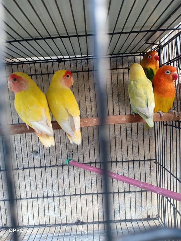 All kind of lover birds for sale 1