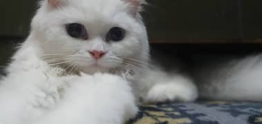 persian cat for sell