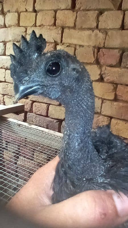 pure black toung ayam cemani 16