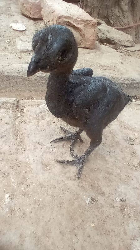 pure black toung ayam cemani 18