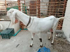 Rajanpuri cross bakri ha