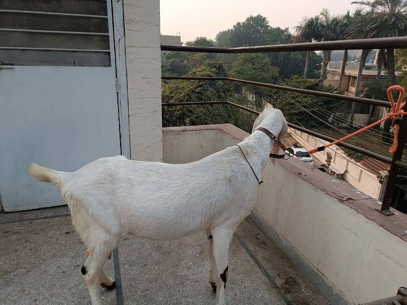 Rajanpuri cross bakri ha 1