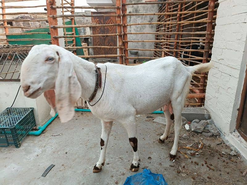 Rajanpuri cross bakri ha 2