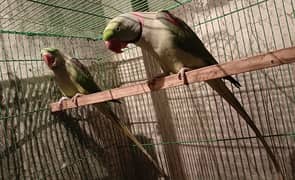 Kashmiri Alexandrian Raw Parrot Breeder