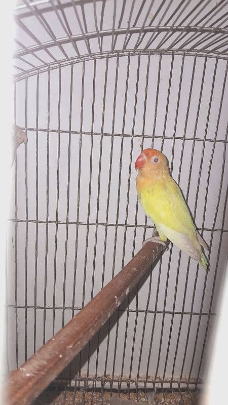 carmino breeder female available 1