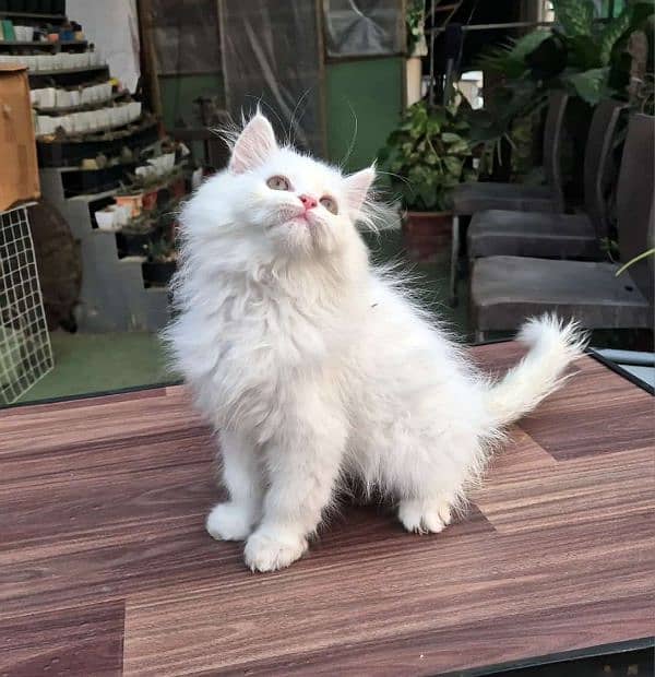 persian cat for sale 2 month age WhatsApp No 03267720525 0