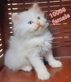 pure persian triple coated kittens available at very low rate in LHR