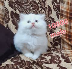 pure white persian triple coated kittens