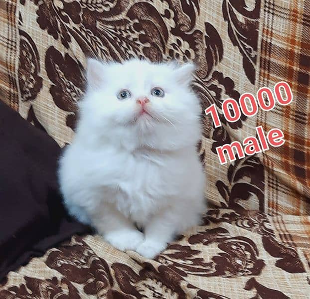 pure persian triple coated kittens available at very low rate in LHR 1