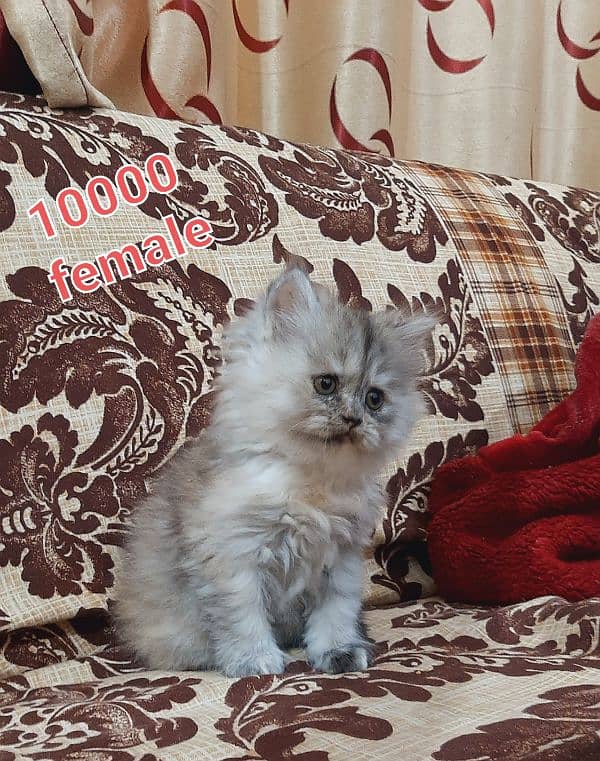 pure persian triple coated kittens available at very low rate in LHR 2