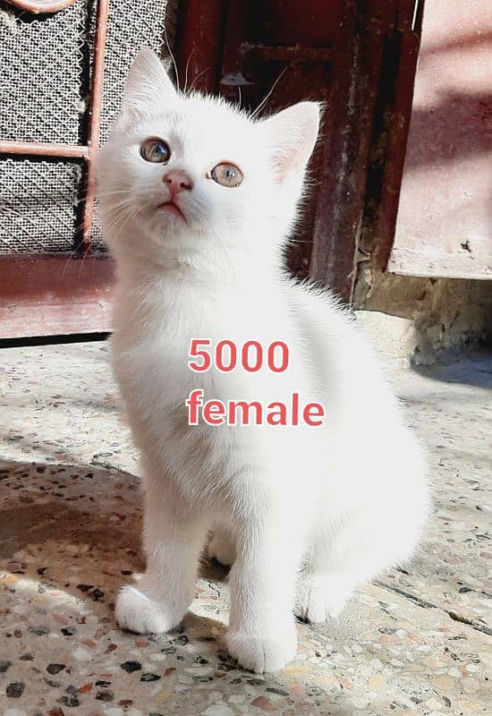 pure persian triple coated kittens available at very low rate in LHR 3