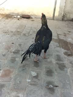 Aseel male murgha laka long tail cross lassani for sale