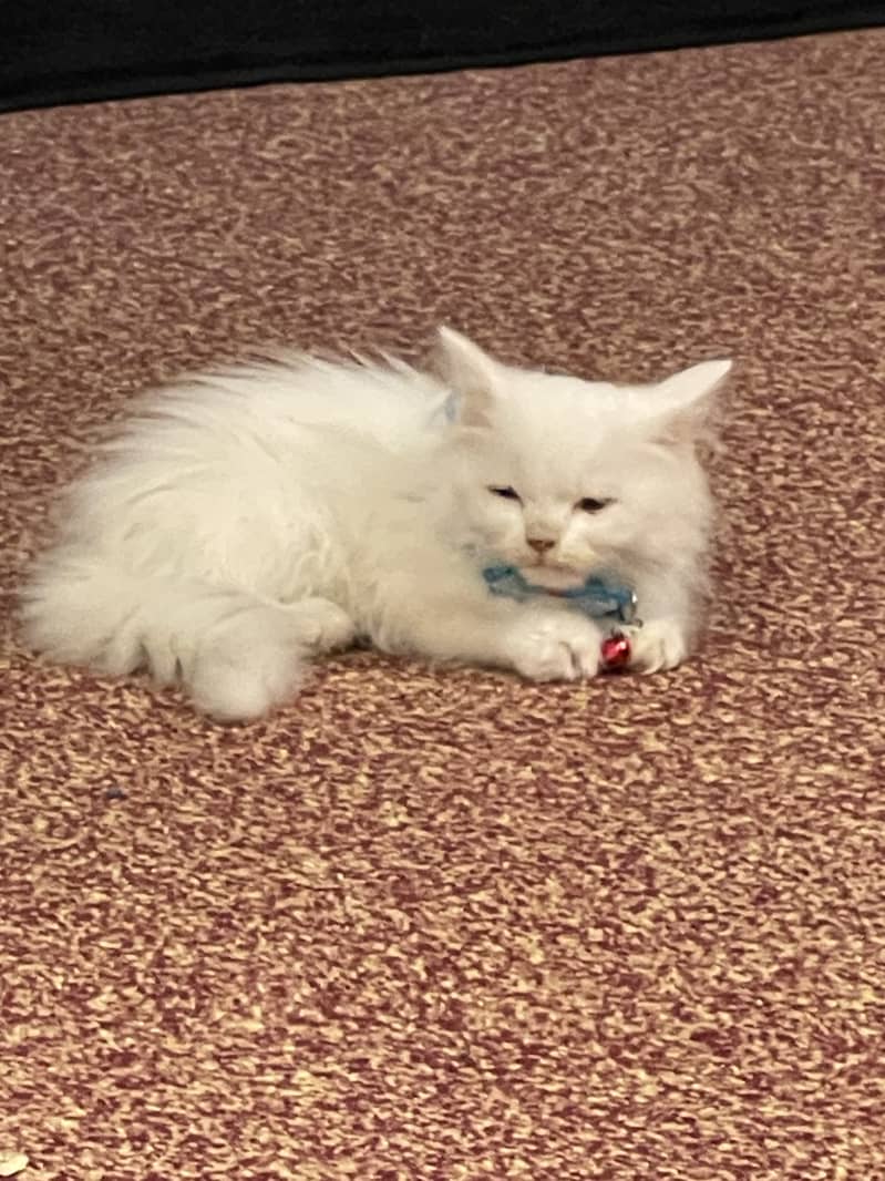 Persian kitten for sale 0