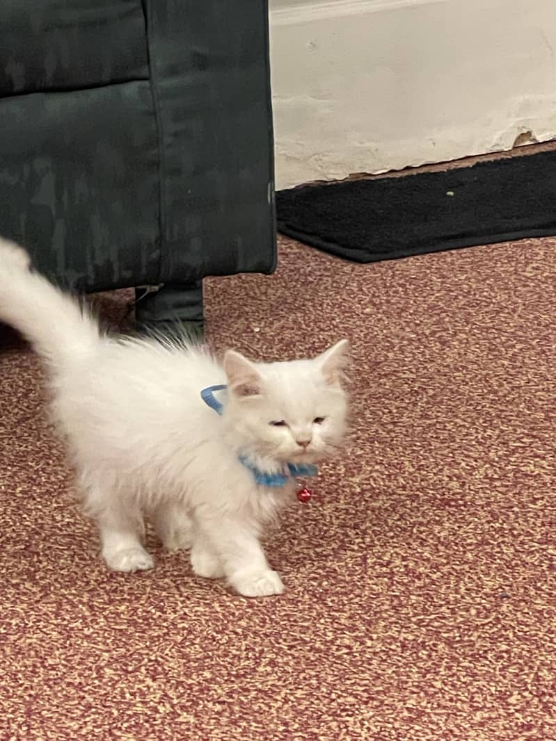 Persian kitten for sale 1