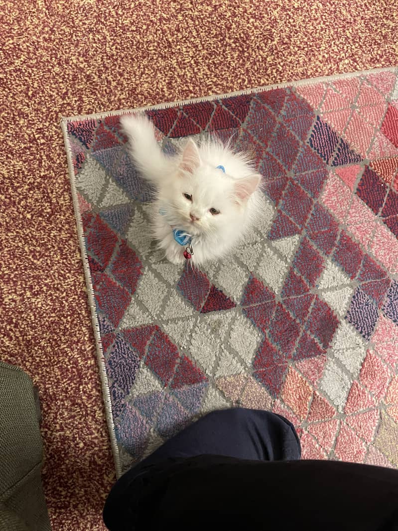 Persian kitten for sale 2