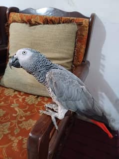 African Grey  age 2.5 years