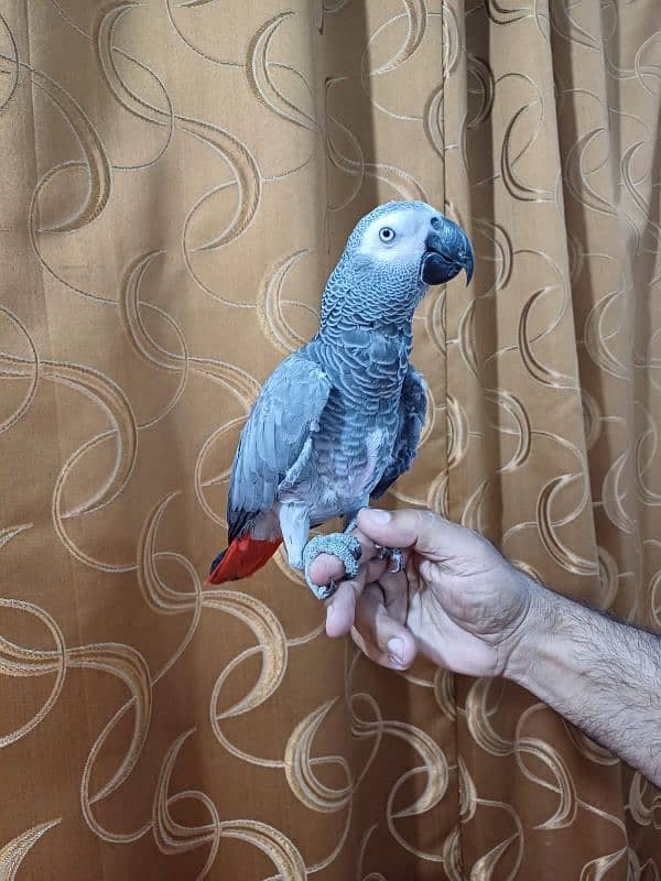 African Grey  age 2.5 years 1