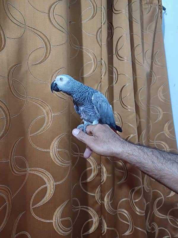 African Grey  age 2.5 years 2