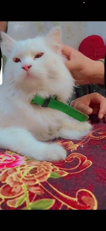 white persian cat od eyes 1