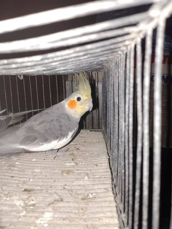 cockatiel pair for sale 0