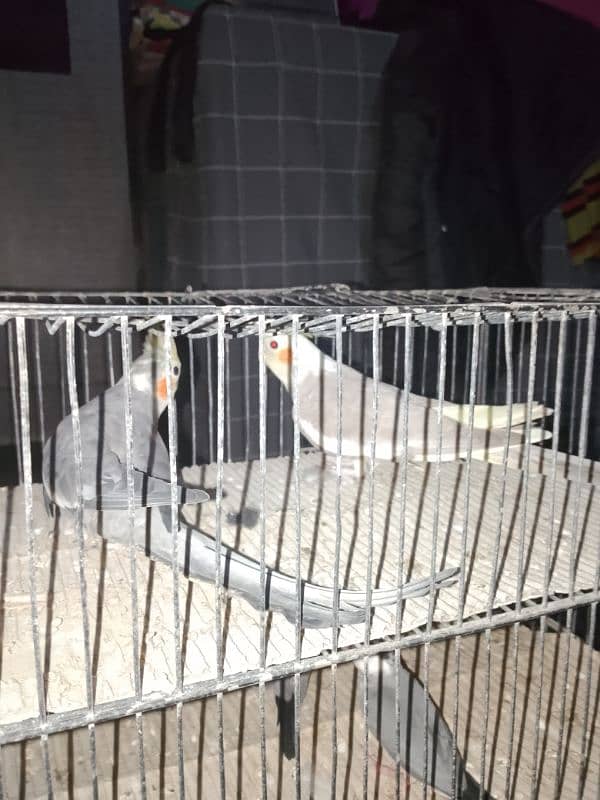 cockatiel pair for sale 1