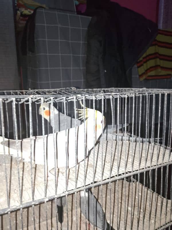 cockatiel pair for sale 2